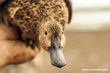 Peru Duck Hunting